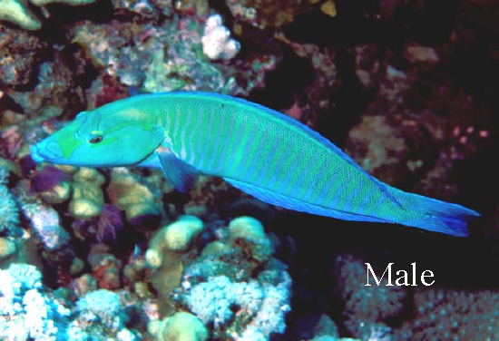  Hologymnosus annulatus (Ring Wrasse)